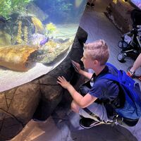 Aquarium mit Kind davor