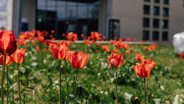 Tulpen