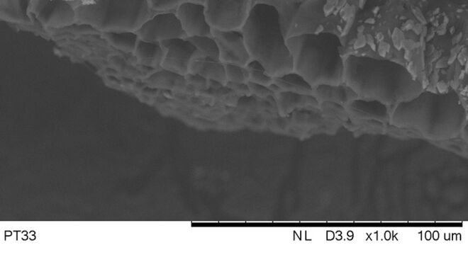 SEM image of internal structure of fir needle; Lab Professor Heyko Schultz