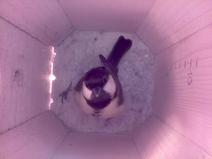 Maisencam-2-1