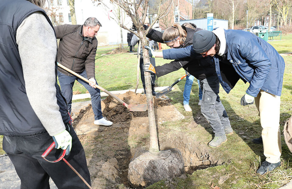 Obstbaumpflanzung