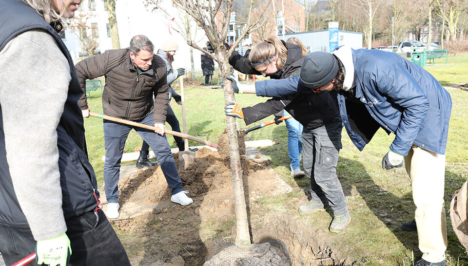 Obstbaumpflanzung